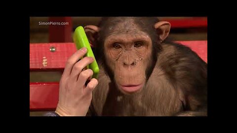 Monkeys react to magic