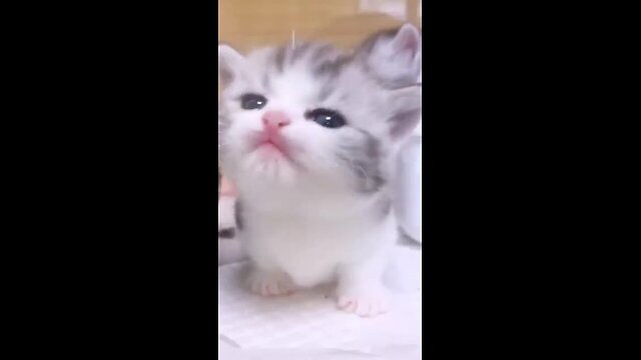 Cat videos cute cats kittens 😻🐾 Part No 3