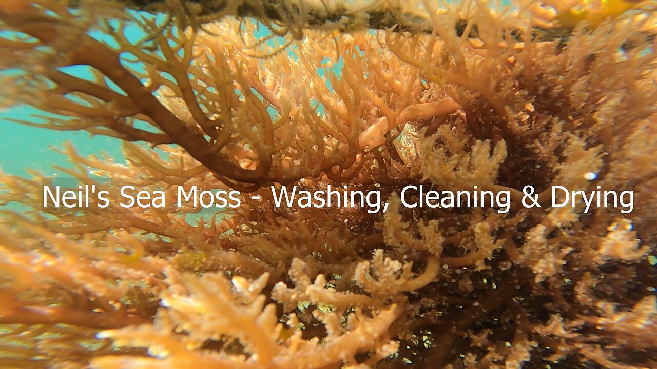 Neil's Sea Moss - Washing, Cleaning & Drying Process