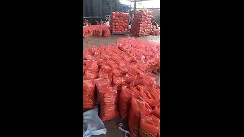 carrot Export packaging