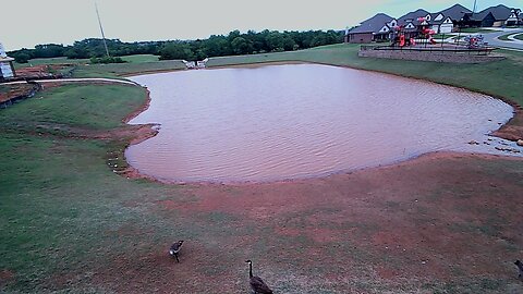 The Pond