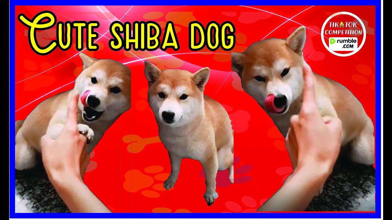 Funniest & Cutest Shiba puppy - Funny Puppy Videos 2023