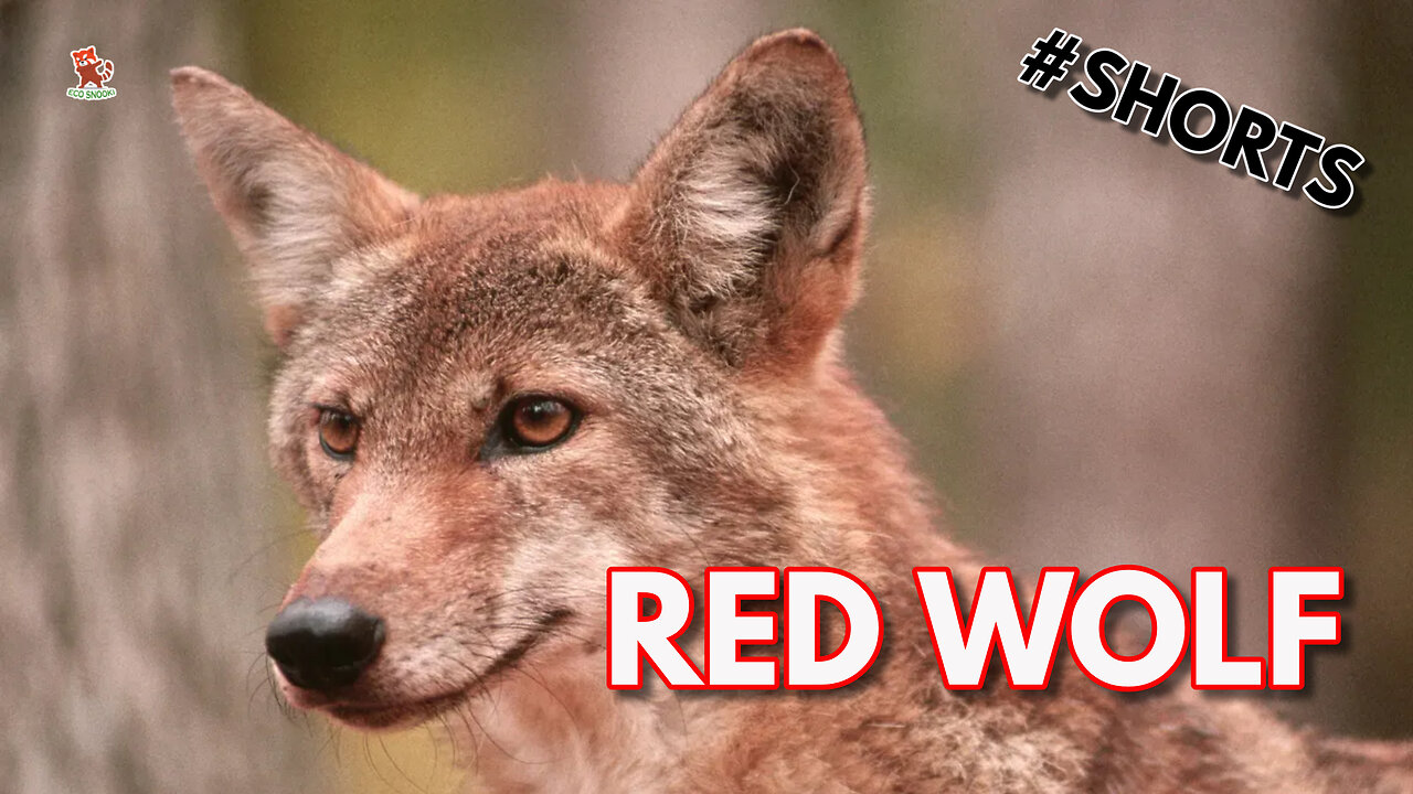 Prevent the RED WOLF from going EXTINCT