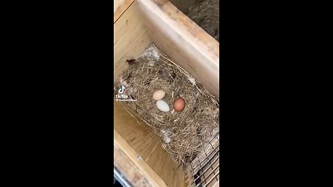 Chicken Feed 1