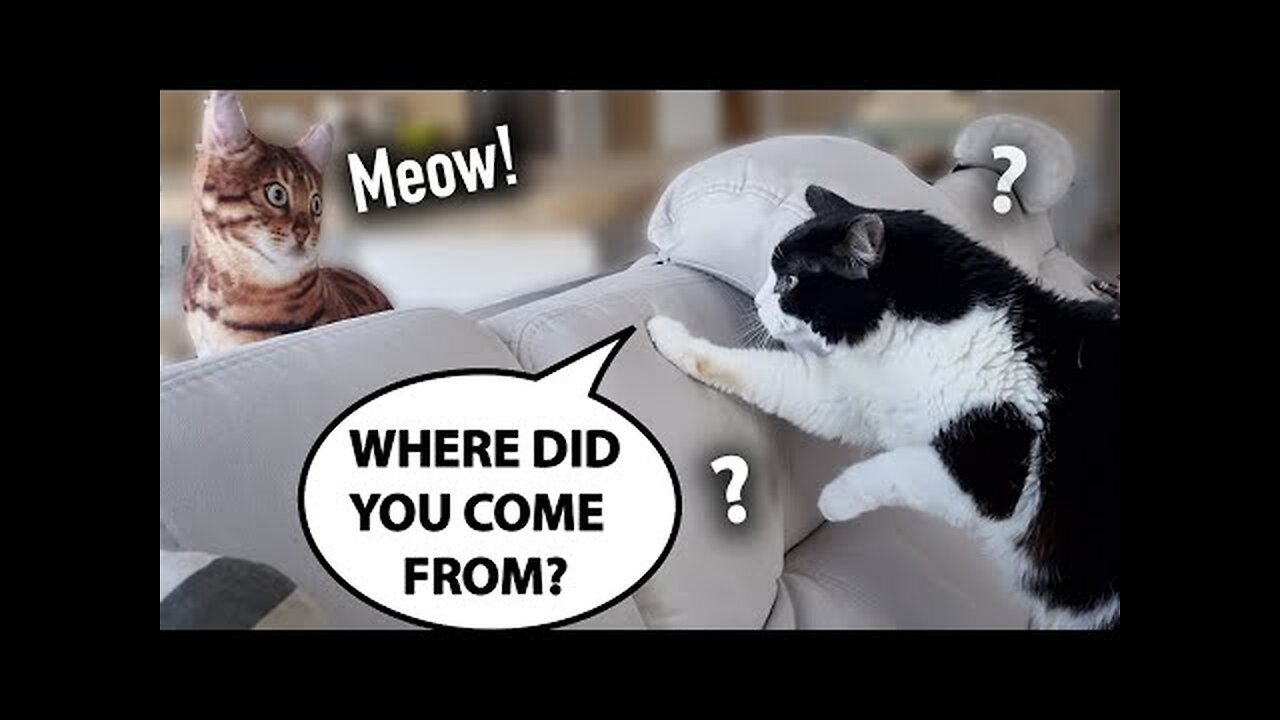 Fake Cat Prank!