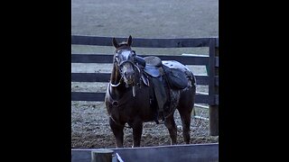 Boss Lungeing Under Saddle