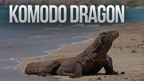 KOMODO DRAGON: KING of the Jungle?
