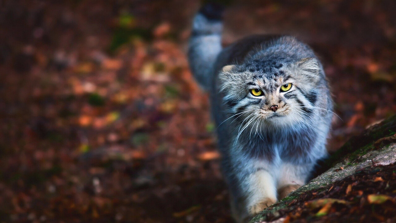 Pallas Cat Facts: Grumpy Cat With A Cute Face