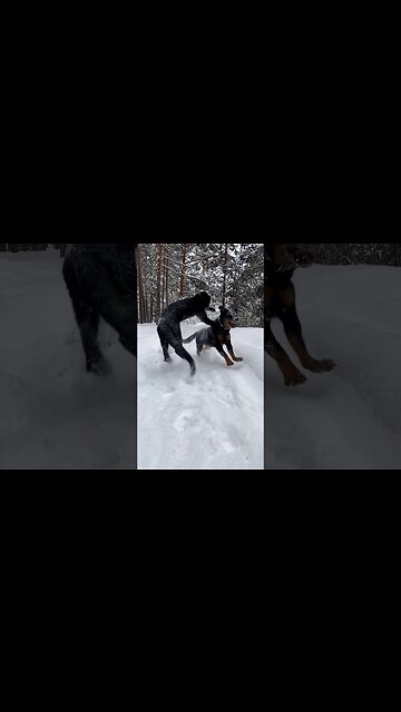 Luna catches up with Venza. Luna. Leopard and Rottweiler