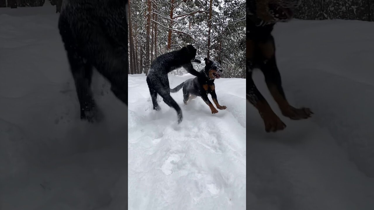 Luna catches up with Venza. Luna. Leopard and Rottweiler