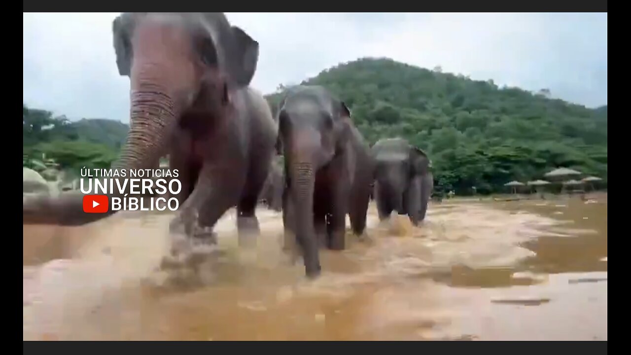 Elefantes durante una inundación en la provincia de Chiang Mai