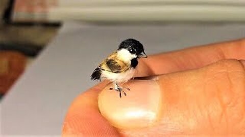 10 smallest birds in the world