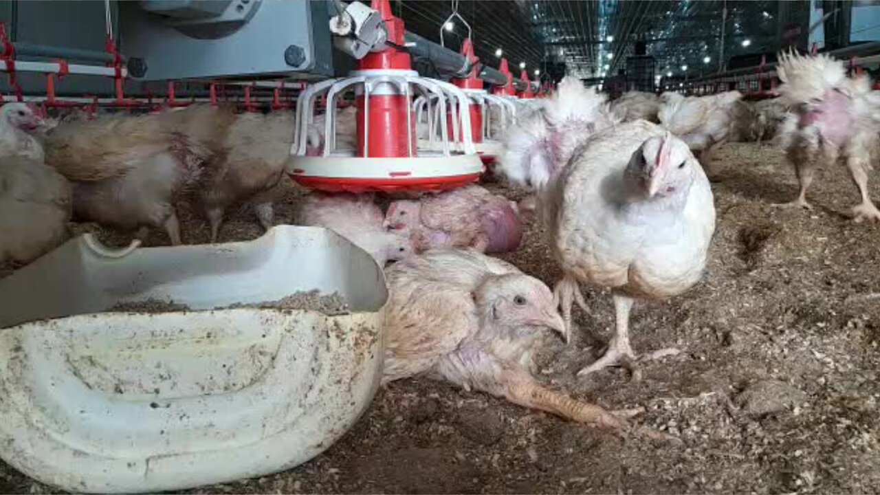 WATCH: Chicken Farm