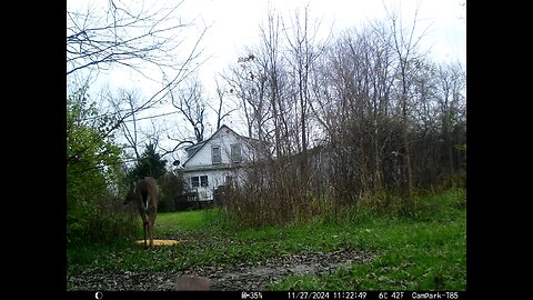 Deer Cam 11-27-2024 Deer in Brush