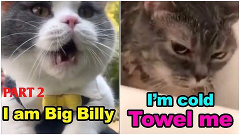 Cats are talking! These cats are more fluent in English than people are.