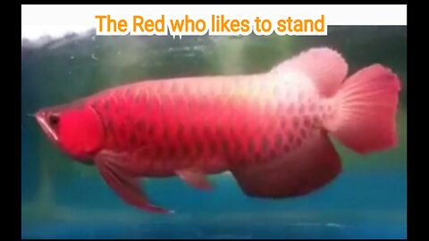 Super Red Arowana that likes to stand