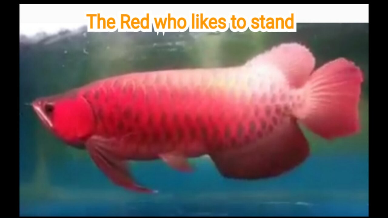 Super Red Arowana that likes to stand