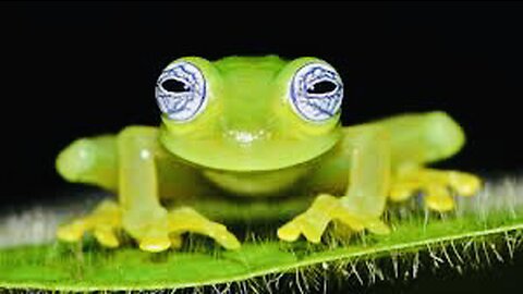 5 Fun Facts About The Glass Frog