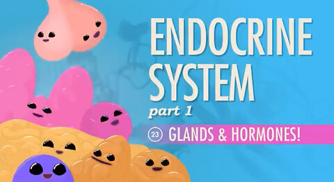 Endocrine System, Part 1 - Glands & Hormones: Crash Course Anatomy & Physiology