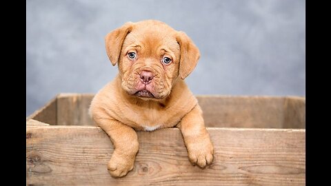 Cutest dogs and pugs puppies