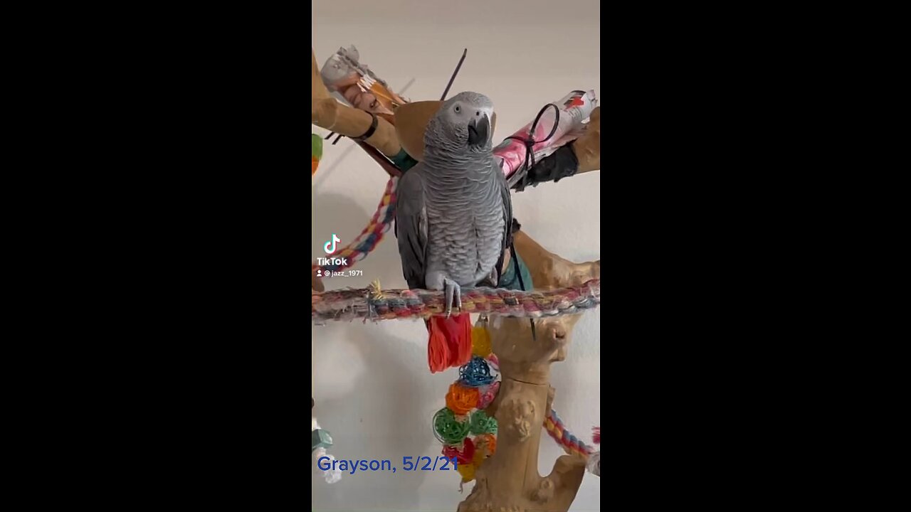 An African Grey, Grayson, talking to me whilst cooking dinner 😍