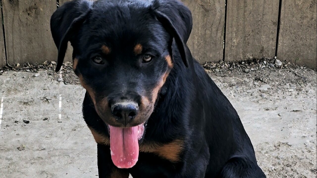 Zeus-Doneyuno