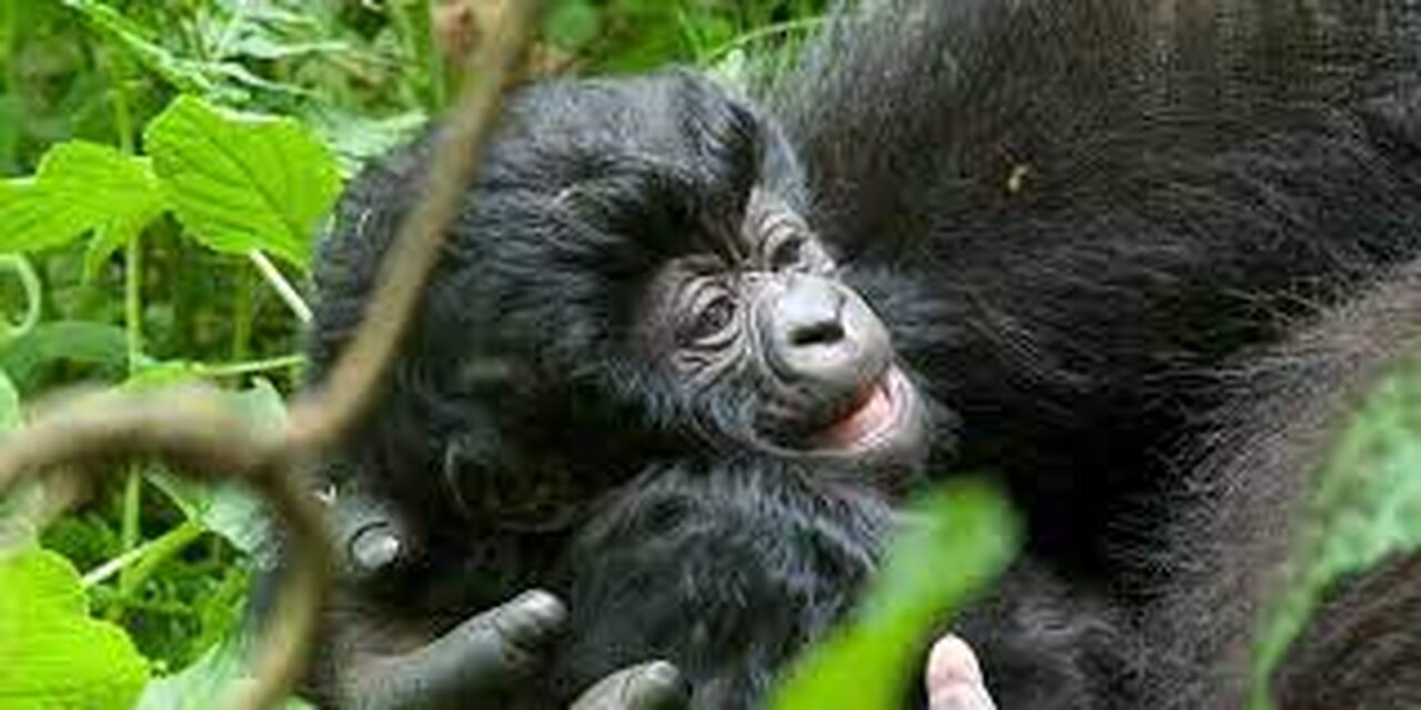 * GORILLA * | Animals For Kids | CutenessOverload