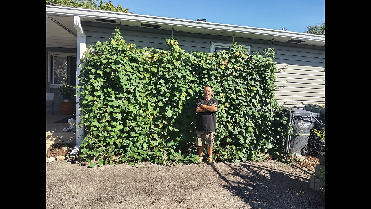 Amazing Sweet Potato Harvest Round 2 10/4/24