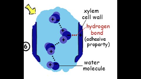 #13 Pure Water and Plant Nutrition, Hypertonic Dehydration, Understanding Osmosis