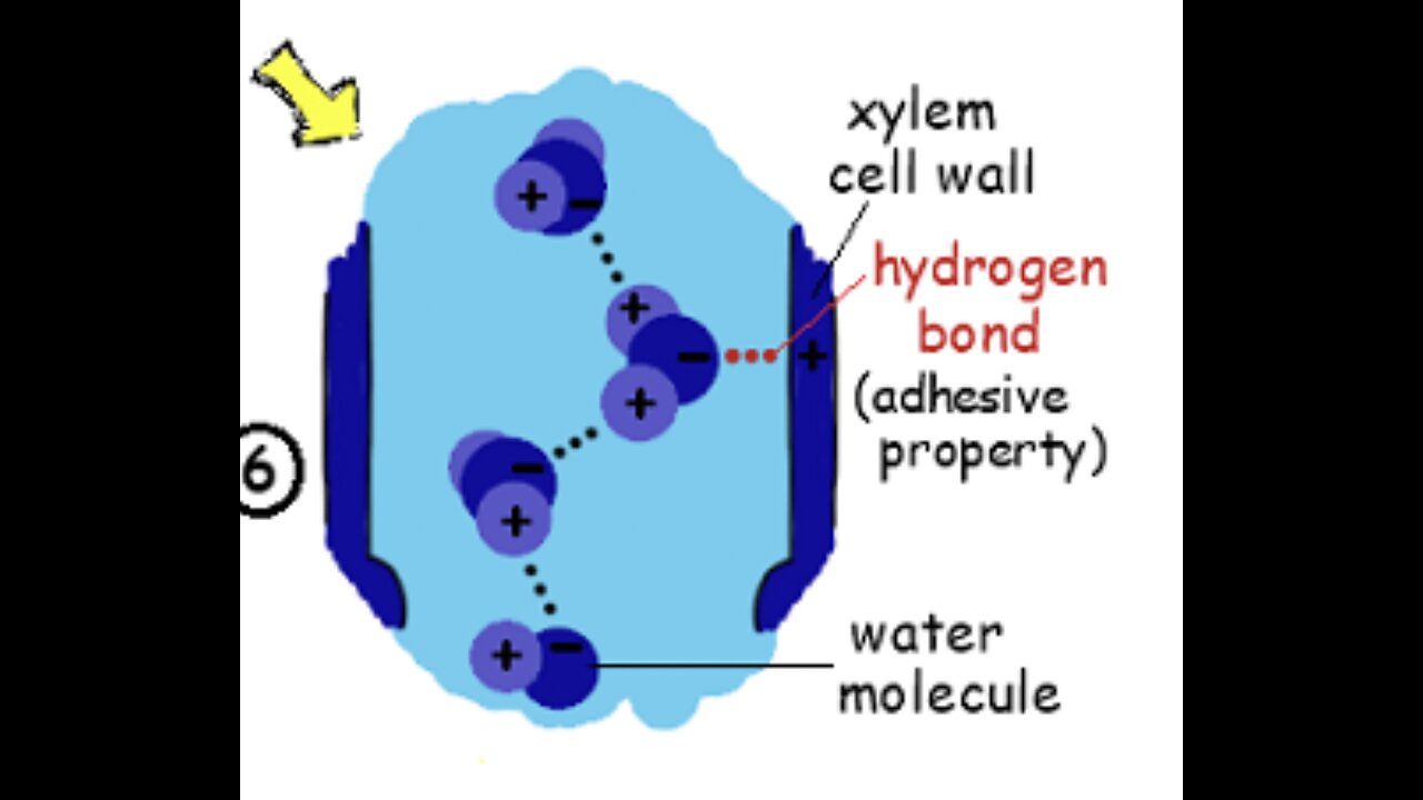 #13 Pure Water and Plant Nutrition, Hypertonic Dehydration, Understanding Osmosis