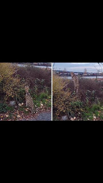 Serval Cat Shows Off Epic Jumping Skills