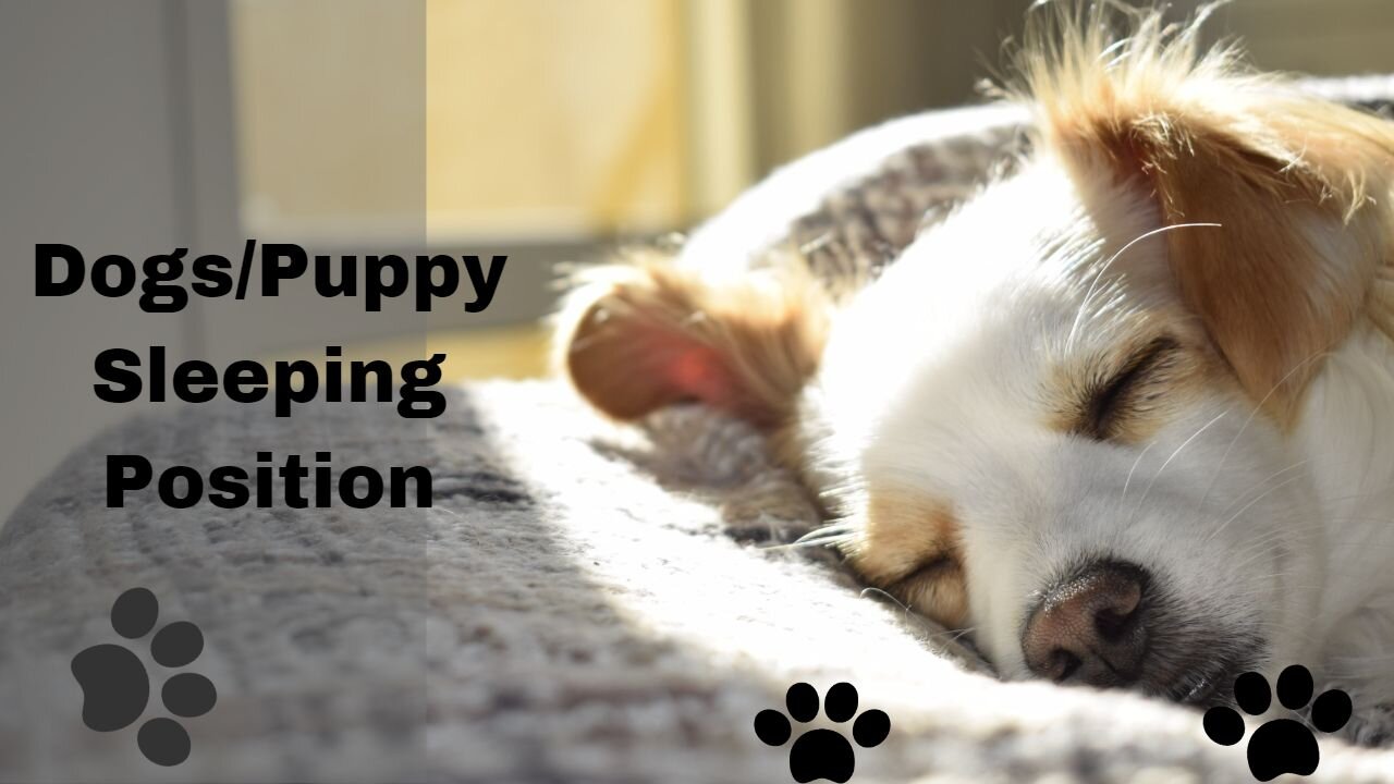 What Your Dog's Sleeping Position Reveals About Their Personality, Health and Character