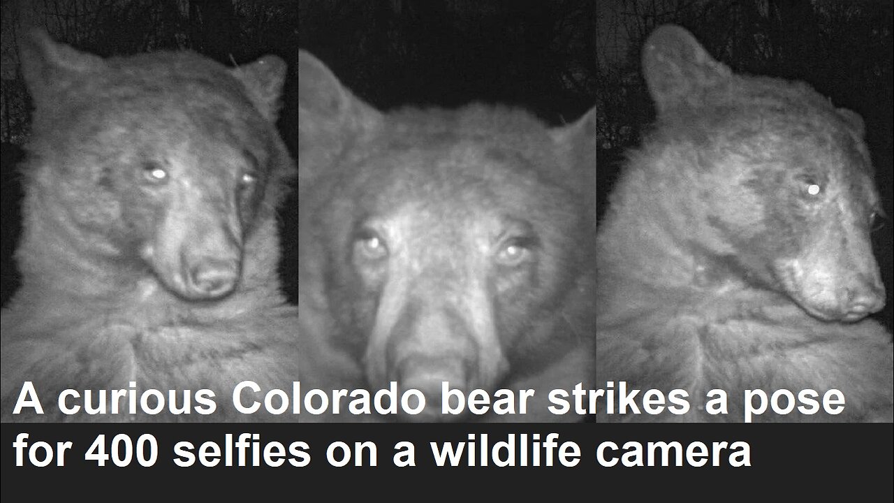 A curious Colorado bear strikes a pose for 400 selfies on a wildlife camera