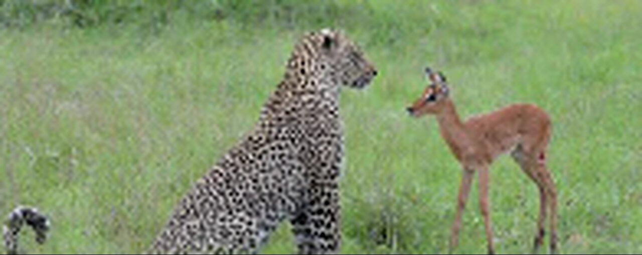 Tiger Attacks deer fawns in jungle