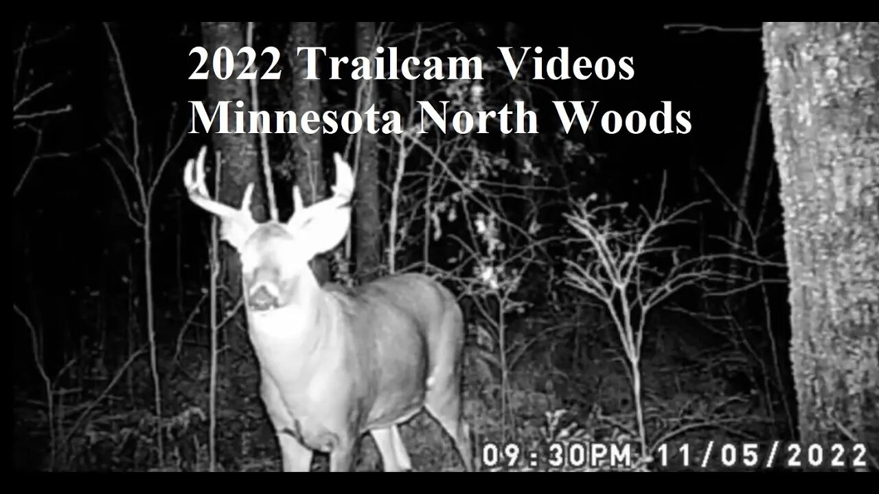 Minnesota North Woods Trail Cam Videos - 2022