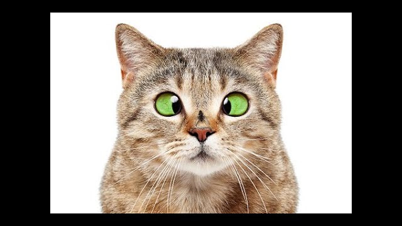 Funniest Animals 2024 😂 New Funny Cats and Dogs Videos 😻🐶 Part 1