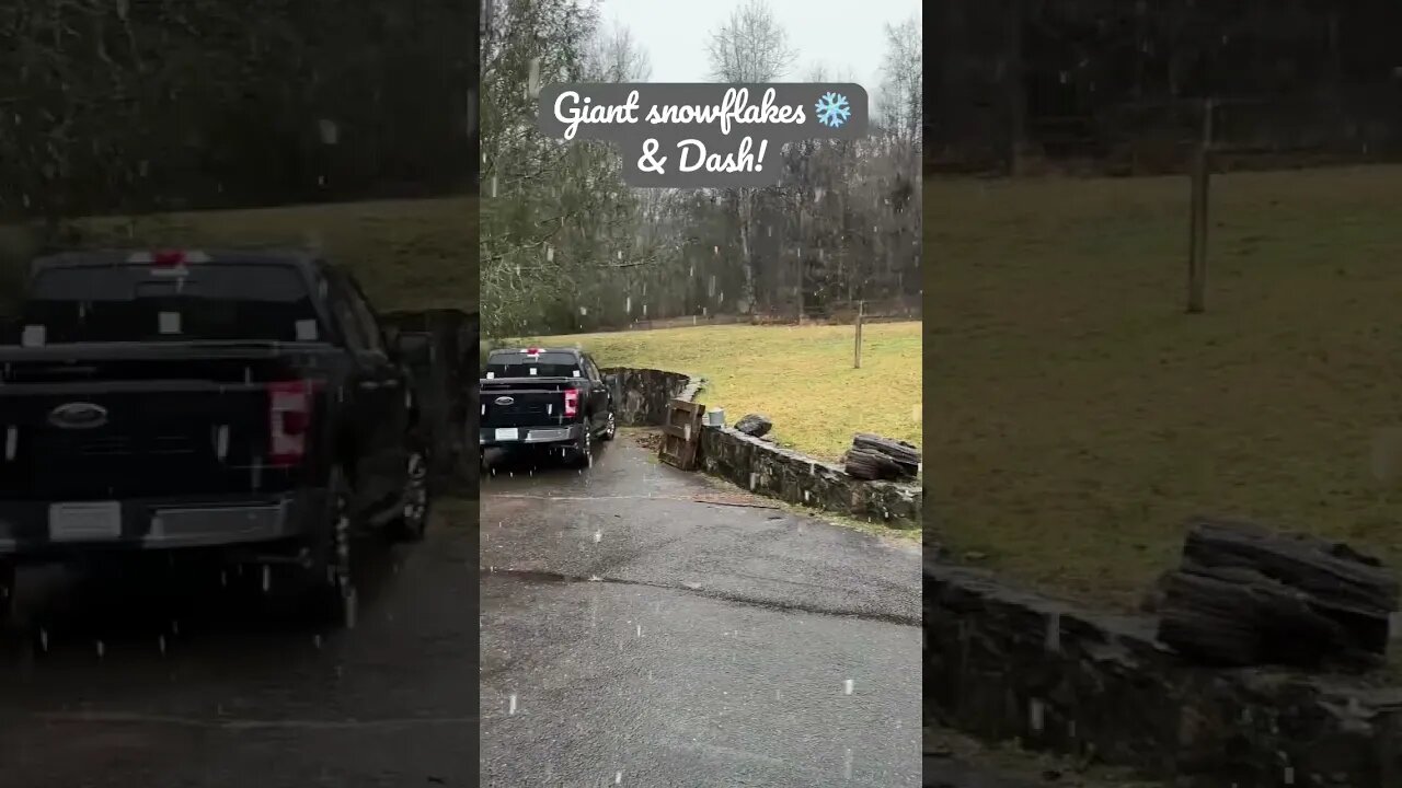 Some giant snowflakes & barn cat Dash! #kitties #snow