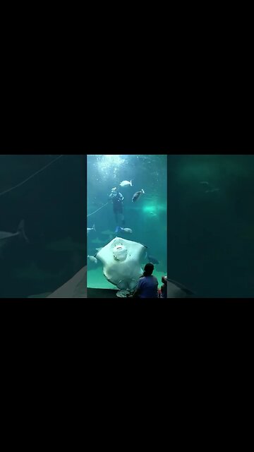 Feeding a Stingray at Maui Ocean Center #kovaction #packyourbag #shorts