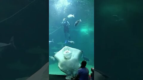 Feeding a Stingray at Maui Ocean Center #kovaction #packyourbag #shorts