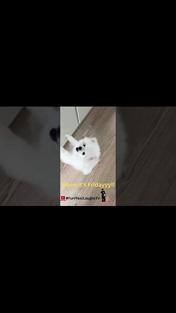 🐾 Get ready to smile!