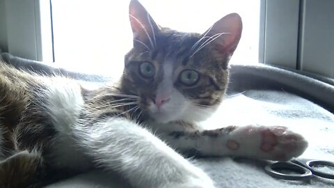 Trying to Persuade the Cat to Let Me Cut His Claws