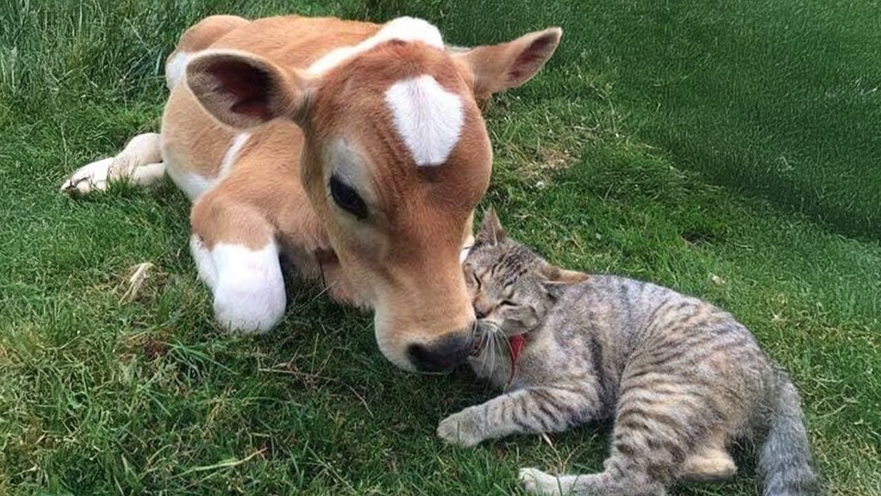 When your cat introduces you to their new pal 🐱