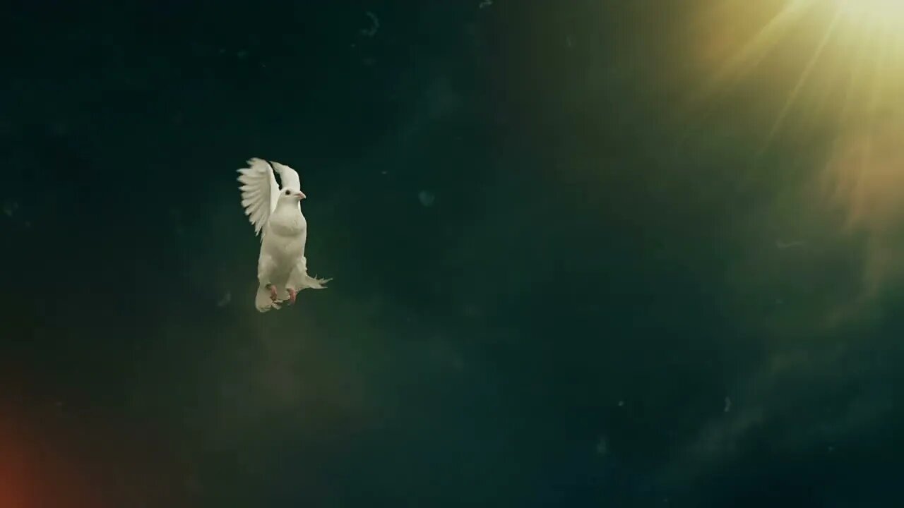 dove of hope slow motion front view SBV 307023318 HD