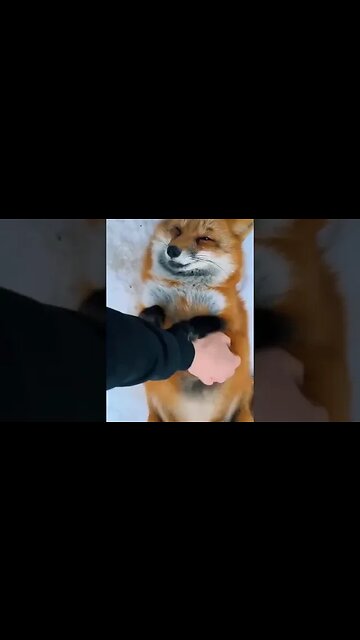 Foxes can make about forty different sounds.