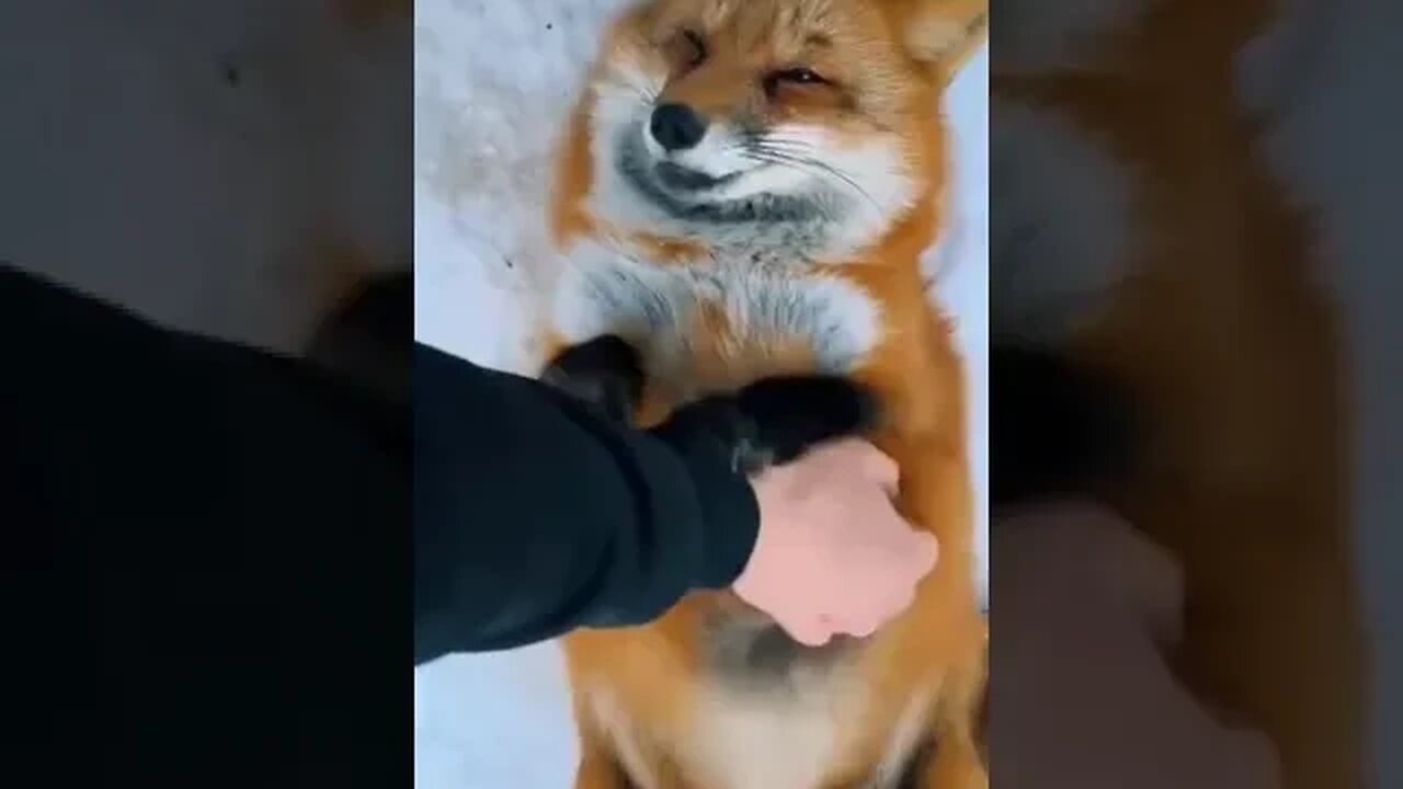 Foxes can make about forty different sounds.