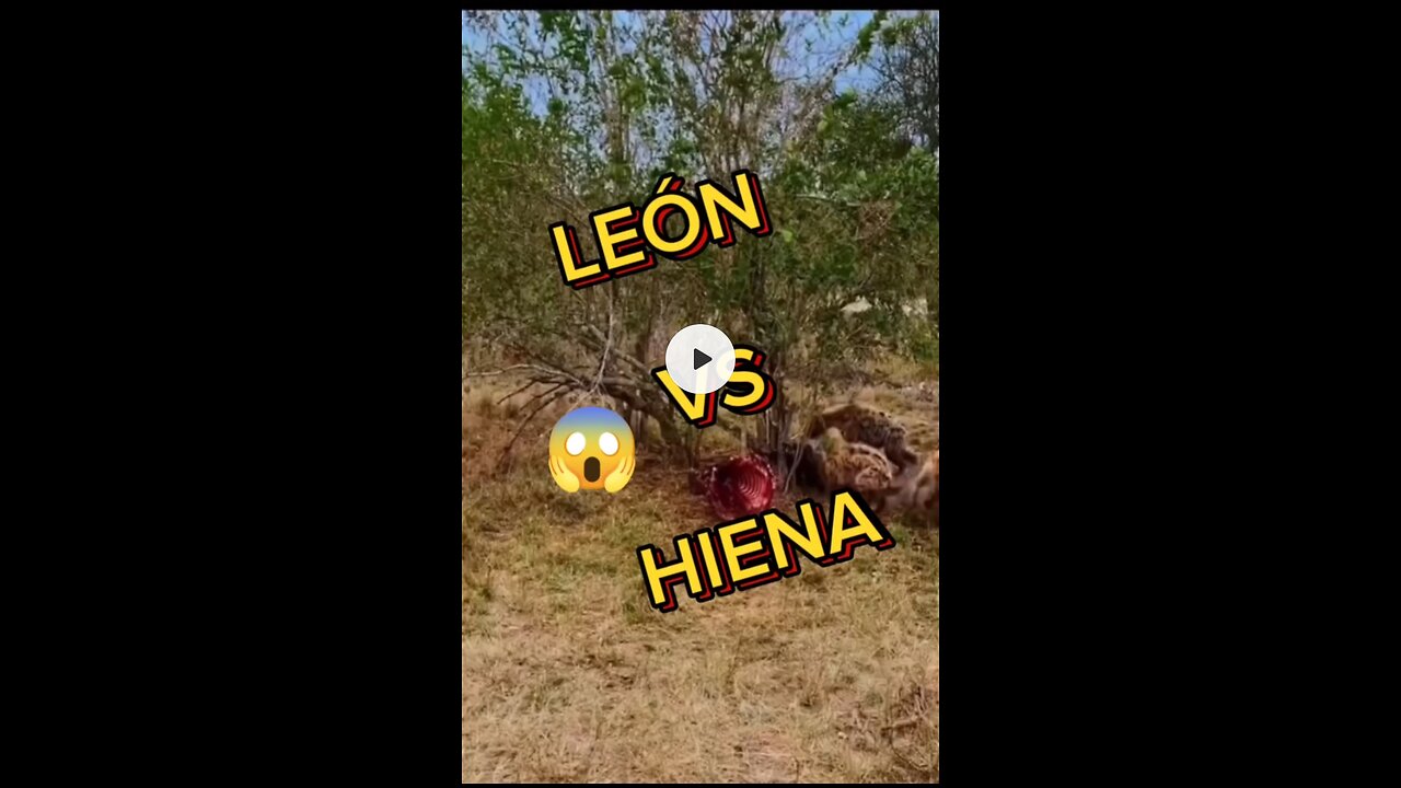 "¡La batalla épica entre el rey de la selva y la astuta hiena!