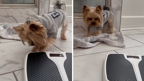 Yorkie hates weighing scale & isn't afraid to show it