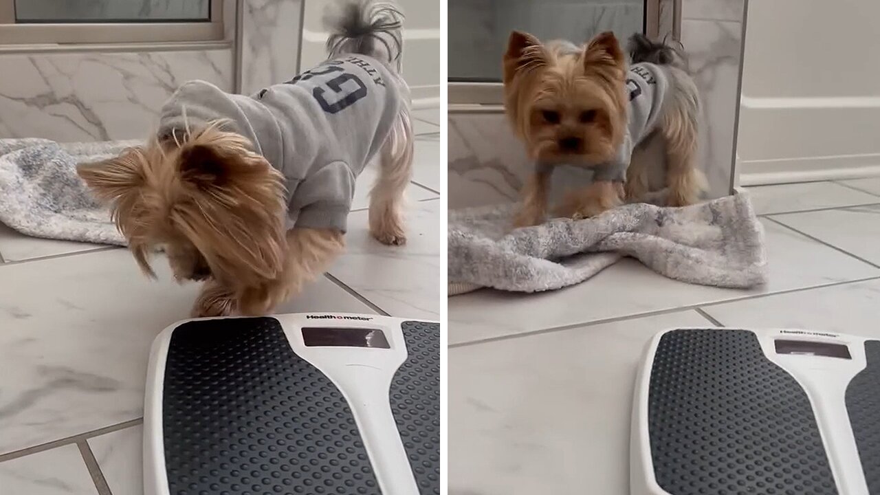 Yorkie hates weighing scale & isn't afraid to show it