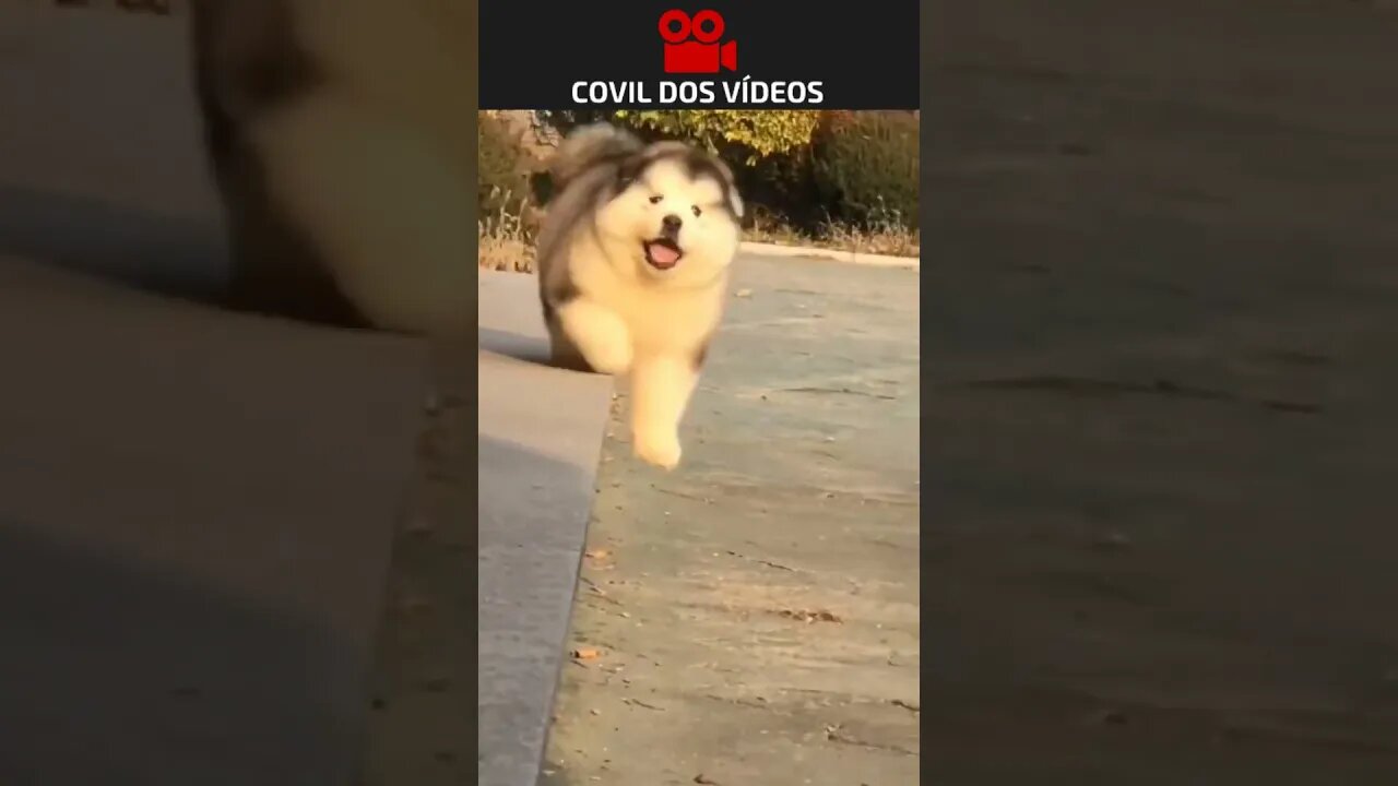 cachorros distraídos