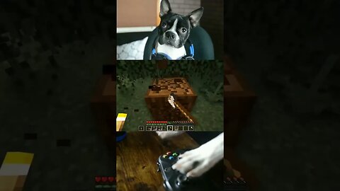 This Dog is Building a Home in Minecraft! #shorts #minecraft #gamerdog #videogames #fyp #highlights